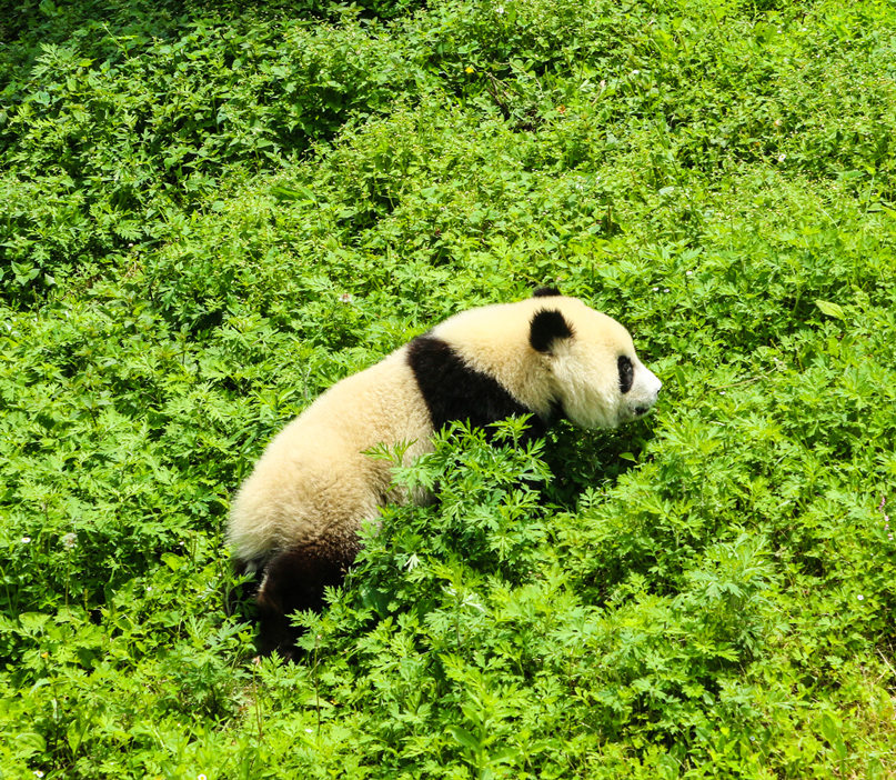 Viaggio per Vedere i Panda e le Montagne Gialle