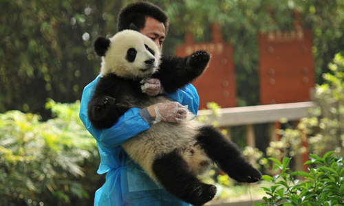 base di ricerca di Chengdu dell'allevamento del panda gigante
