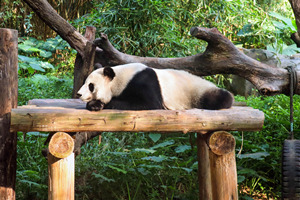 Panda Gigante che si riposa della Base del Panda Gigante