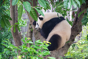 Panda Gigante sull'albero della Base del Panda Gigante