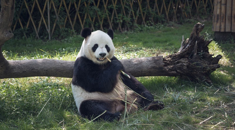 Panda Gigante della Base del Panda Gigante di Dujiangyan