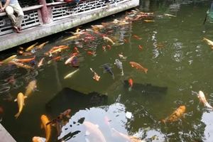 Pesci rossi del Parco del Popolo di Chengdu