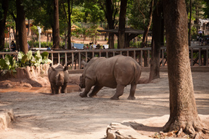 Rinoceronti che giocano del Mondo degli Animali Selvatici di Changlong