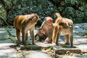 Scimmie dell' Area Panoramico di Luhuitou