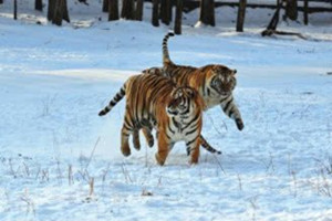 Tigri Siberiane del Parco.jpg