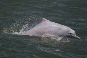 Delfini rosa cinesi
