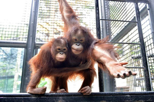 Orangutan del Borneo