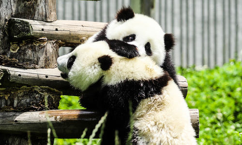 Base di Ricerca per l'Allevamento dei Panda Giganti di Chengdu