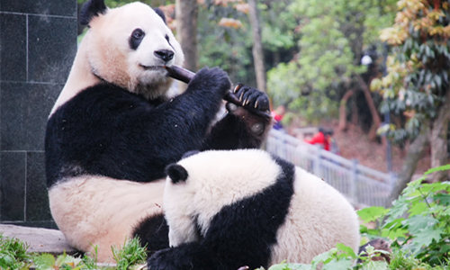 Carino Panda Gigante