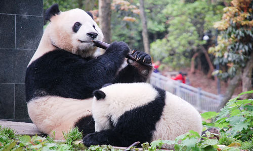 Panda Gigante che mangia il Bambù