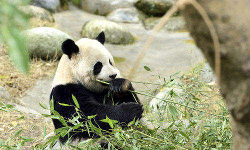 Base di Ricerca per l'Allevamento del Panda Gigante di Chengdu