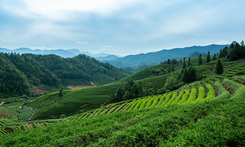 Area Panoramica di Dahongpao