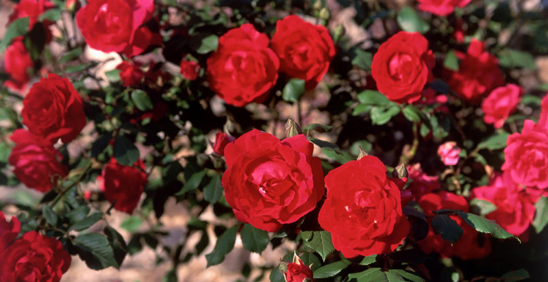 Rosa rossa del Giardino Espositivo Internazionale dell’Orticoltura