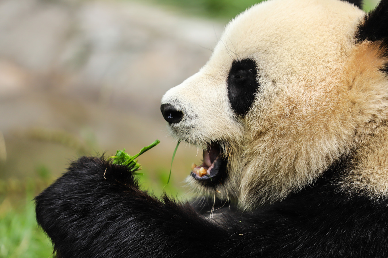 Viaggio dei Tesori Migliori della Cina con visita al Panda Gigante e Crociera sul Fiume Azzurro