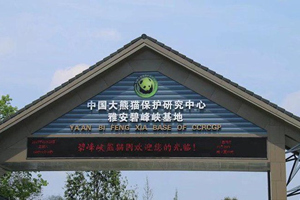 Base dei panda gigante di Bifengxia a Ya'an