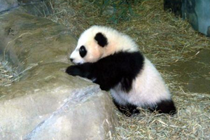 Il panda Taishan