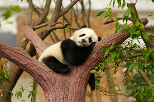 Panda che dorme sull'albero