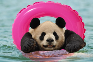 Panda che nuota