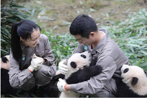 I panda e gli allevatori