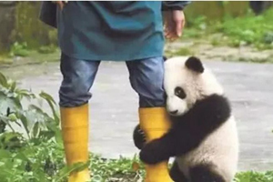 Un panda che vuole giocare con il suo allevatore