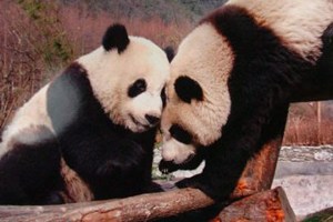 Per i panda trovare compagni è difficile