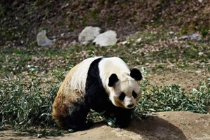 Un panda che vive da solo