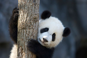 Carino panda