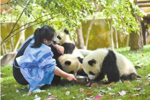 Contatto senza barriere con i panda