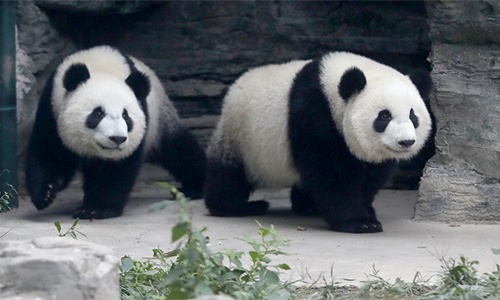 Lo Zoo di Pechino