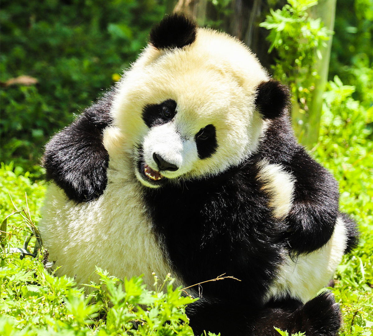 Viaggio per Vedere i Panda Giganti nella Meravigliosa Cina