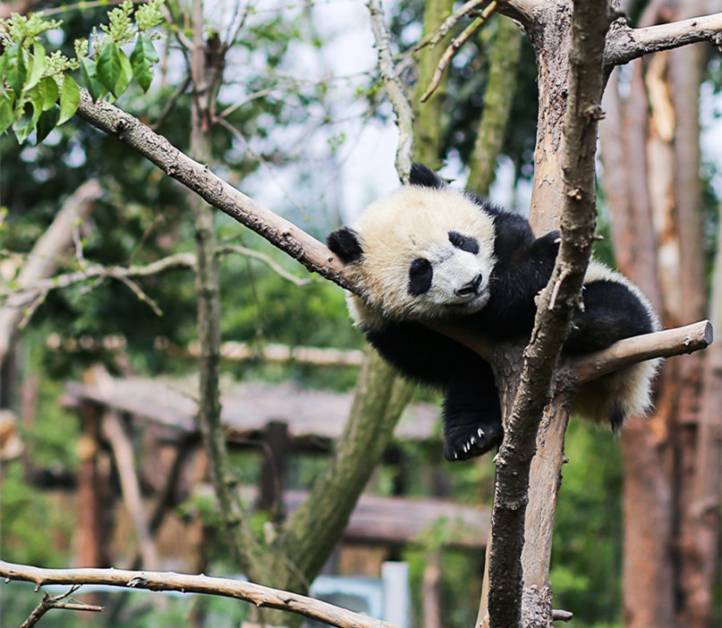 Viaggio per Vedere i Panda e il Kung Fu in Cina