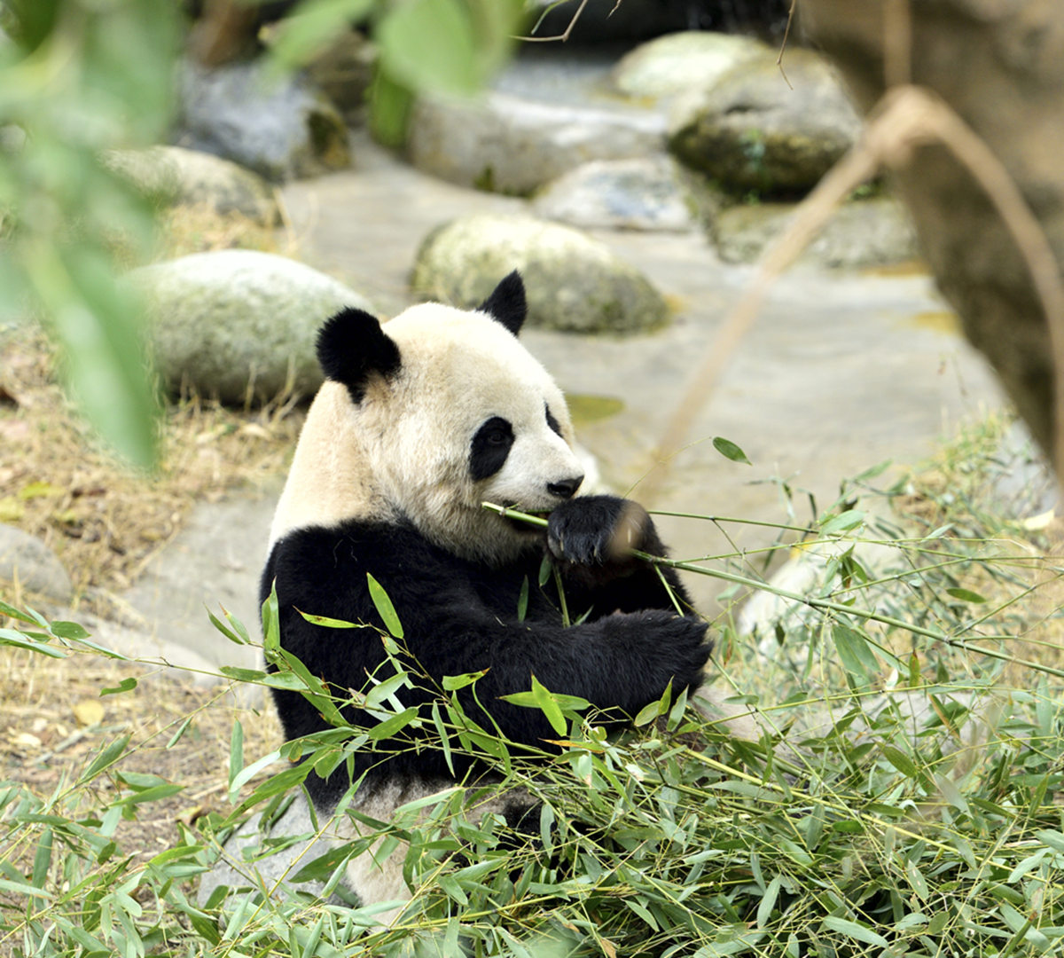 Viaggio per Vedere i Panda e la loro terra: il Sichuan