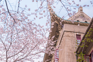 Ciliegi in Fiore dell'Università di Wuhan