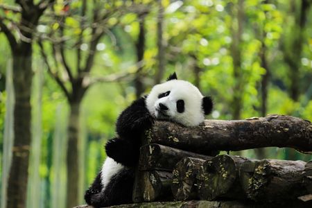 Viaggio per Vedere i Panda della Cina Classica