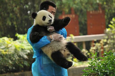Tour dei Panda e del Kung Fu in Cina