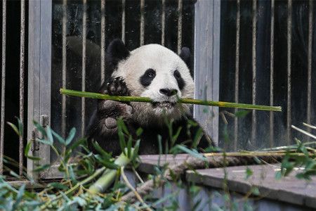 Favoloso Viaggio per Vedere i Panda in Cina