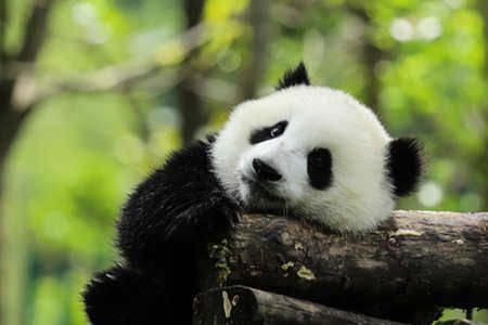Viaggio in Cina Tutto Incluso con Visita al Panda Gigante
